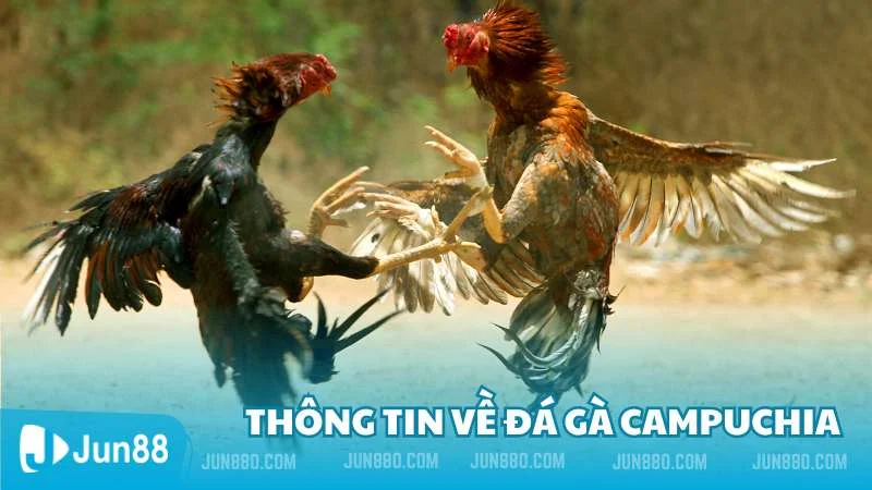 Thông tin về đá gà Campuchia